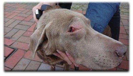 Maya - ein deutsches Schicksal