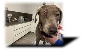 Maya - ein deutsches Schicksal