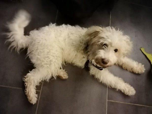 Shalom vom Dreck ins Kuschelkörbchen