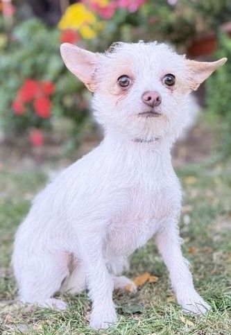 Lili