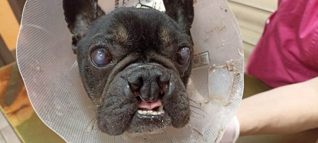 Ein kleiner Hund mit großem Kampfgeist