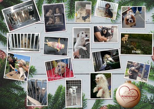 Türchen Nr. 17 – 17 Fellnasen, die dieses Jahr ihr Weihnachtswunder fanden 