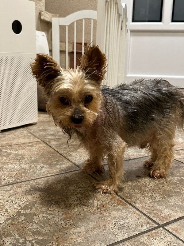 Verlassen auf einer Straße in Ungarn