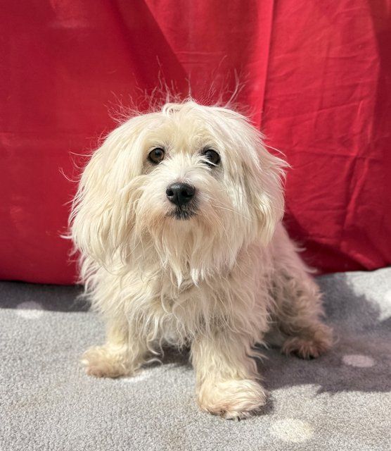 Pippa